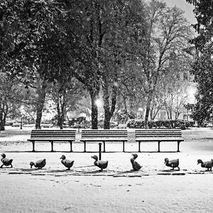 Make Way For Ducklings in the Snow Boston Common Boston MA Black and White by Toby McGuire