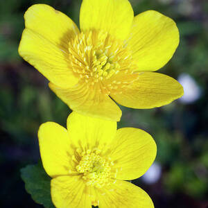 Marsh Marigolds (caltha Palustris) by Science Photo Library