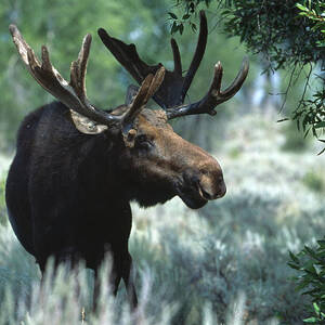 Moose Backlit By Early Wyoming Light by Gomezdavid