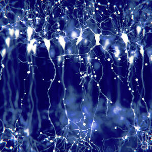 Pyramidal Neurons In The Cerebral Cortex by Science Photo Library