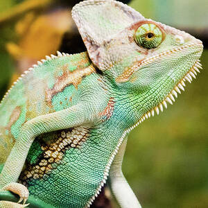 Reptile In Terrarium by Image By Leigh Miller