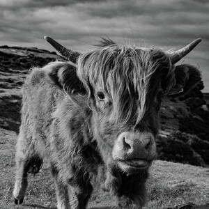 Saying hello to a Highland Cow at Baslow Edge Black and White by Scott Lyons