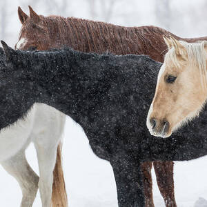 Snow And Horses, Hideout Ranch, Shell by Darrell Gulin
