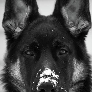 Photograph of a German Shepherd Enjoying The Freshly Fallen Snow - T-Shirts Animals 3dRose Stamp City 