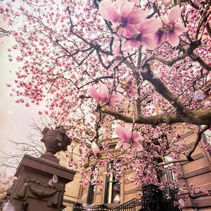 Spring in Boston - Magnolia Tree by Joann Vitali