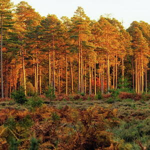 Sunlit Conifers  by Jeff Townsend