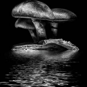 Toadstools On A Toronto Trail Reflection 3 by Brian Carson