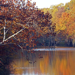 Trees at the Water's Edge by Mike Murdock