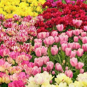 Tulip Pattern In Garden, Keukenhof by Adam Jones