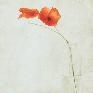 Two Poppies In A Bottle by Delphine Devos