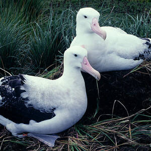 wandering albatross nesting behavior