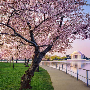 Washington Dc Cherry Trees, Footpath by Dszc