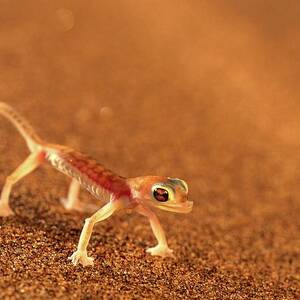 Webfooted Gecko On Sand Dune by Roger De La Harpe