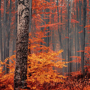 Living Forest Photograph by Evgeni Dinev - Fine Art America