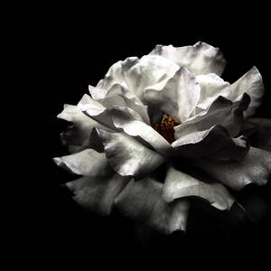 White Rose by Lola L. Falantes