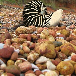 Zebra Nautilus Shell on Bauxite Beach by Joan Stratton