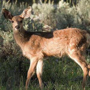 Big Mule Deer buck Photograph by Earl Nelson - Fine Art America