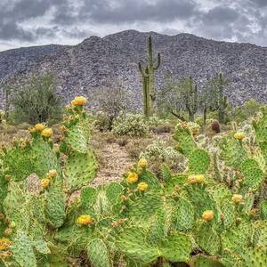 Prickly Pear Cactus Blooms in the Sonoran Desert Photograph by Kenneth ...