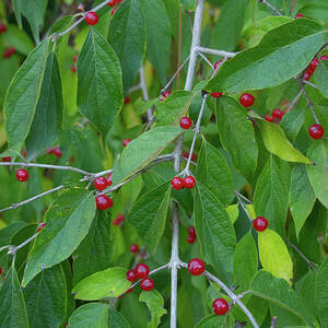 This shrub with the red berries is taking over, Harvey Cotten says