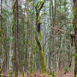 Lush Bright Green Moss On A Tree Trunk #6 by Gatis Osenieks