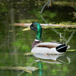 Mallard Drake #2 by Ed Peterson