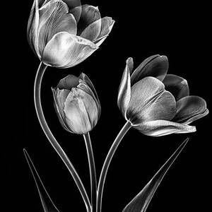 A Family Affair - Bold and Dramatic by Teresa Wilson