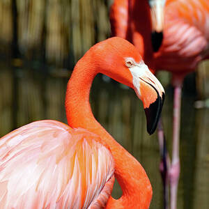 A Pair of Flamingos by David T Wilkinson