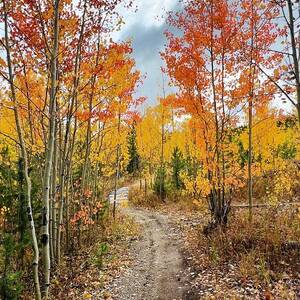 A Path Through Fall by Saving Memories By Making Memories