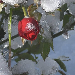A Rose in the Winter by Donald Barnett