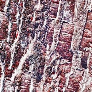 Abstract - Bark up close by Bruce Block