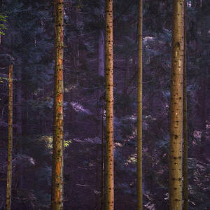 Acquerino nature reserve forest. Tree trunks vertical pattern. by Stefano Orazzini