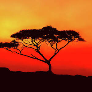 An Acacia Tree in the Sunset by Mitchell R Grosky
