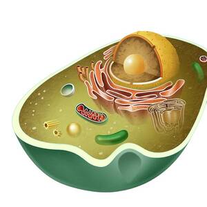 Animal eukaryotic cell. by Album