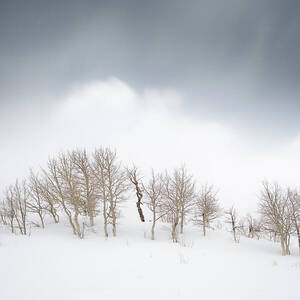 Aspen Trees in the Clouds by Peter Boehringer