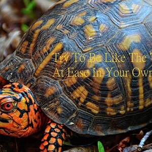 At Ease In Your Own Shell by Lisa Wooten
