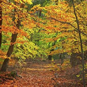 Autumn Path by Matthew Adelman
