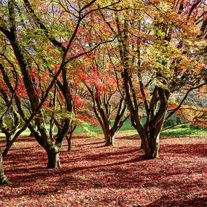 Autumn Reds #3 by Shirley Mitchell Autumn Reds #3 by Shirley Mitchell