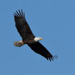 Bald Eagle at Bosque del Apache by Steve Wolfe