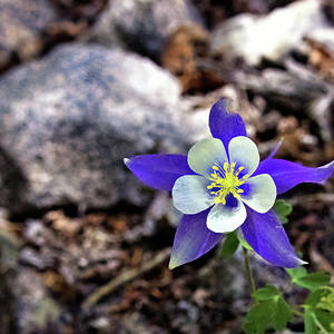 Blue Columbine by Bob Falcone