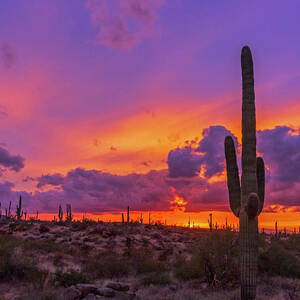 Saguaro Cactus Along A Desert Hiking Trail At Sunrise Photograph by Ray ...