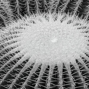 Cactus Patterns by Kathi Isserman