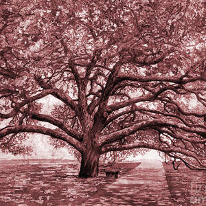 Century Tree in maroon by Hailey E Herrera