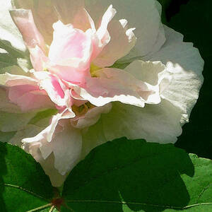 China Rose 1 by James Temple