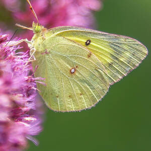 Clouded Sulpher Butterfly  by Chris Scroggins