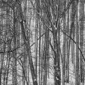 Cold Forest in Winter by John Haldane