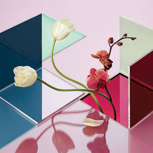 Conceptual Still Life of Flowers and Reflections by Nik Mirus