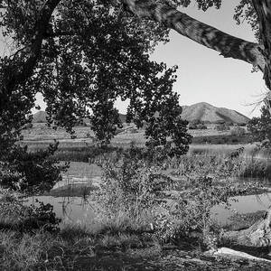 Cottonwood and Pond in New Mexico Desert in B W by Mary Lee Dereske