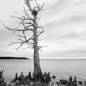 Dead Bald Cypress with Osprey Nest on the Neuse River by Bob Decker