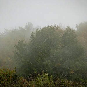 Duluth Trees in Fog_2726 by Mark Triplett