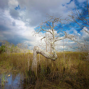 Dwarf Cypress Z Tree by Mark Andrew Thomas